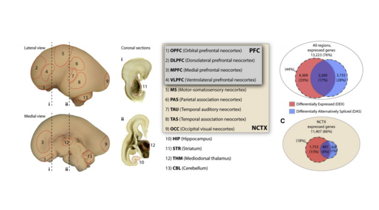 Functional and evolutionary insights into human brain development through global transcriptome analysis